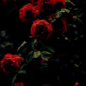 Meet your Posher, Farva